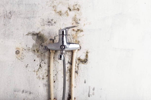 Best DIY Mold Remediation Support Services in Simi Valley, CA