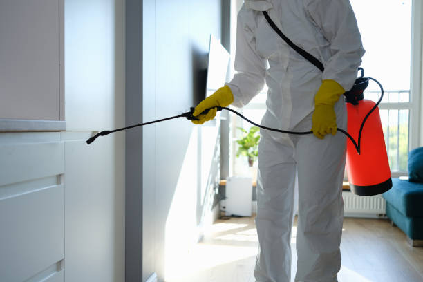 Best Kitchen Mold Remediation in Simi Valley, CA