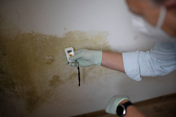 Best Post-Flood Mold Remediation in Simi Valley, CA