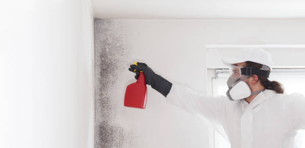 Best Industrial Mold Remediation in Simi Valley, CA