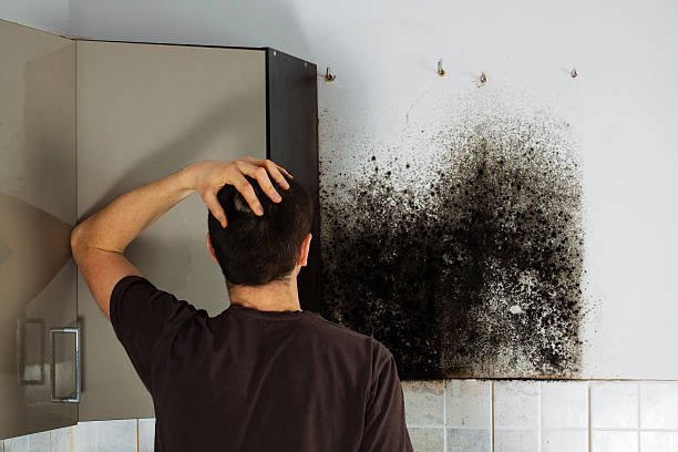 Best White Mold Remediation in Simi Valley, CA