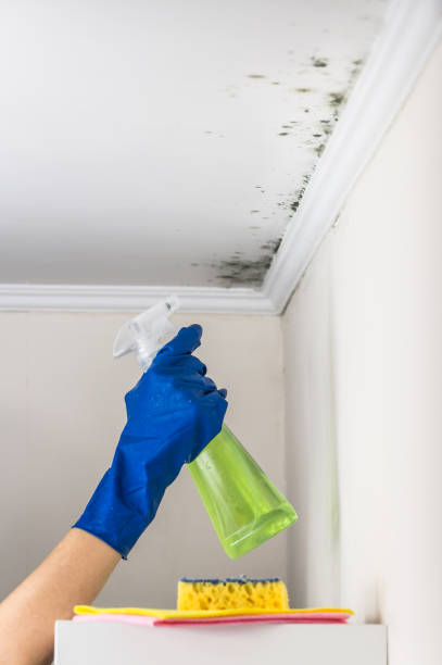 Best Residential Mold Remediation in Simi Valley, CA