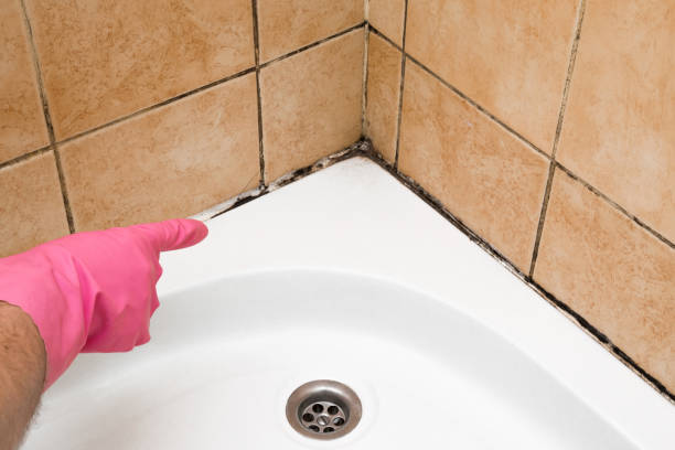 Best Attic Mold Remediation in Simi Valley, CA